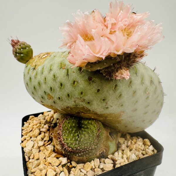 Tephrocactus geometricus cristata único - Imagen 3