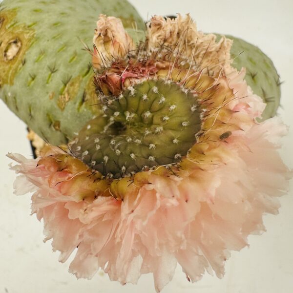 Tephrocactus geometricus cristata único - Imagen 7