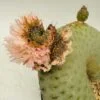 Tephrocactus geometricus cristata único