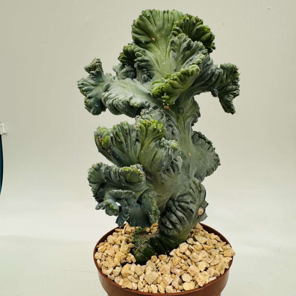 Porte-Manteau Enfant DOMIVA Arbre Cactus Perle - 120cm, Déco Chambre Bébé, Assemblage Facile
