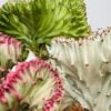 Euphorbia lactea cristata