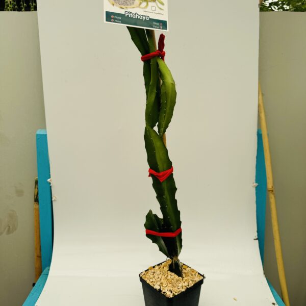 Pitaya, Fruta del dragón (Hylocereus undatus) - Imagen 5
