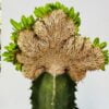 Euphorbia guillauminiana cristata