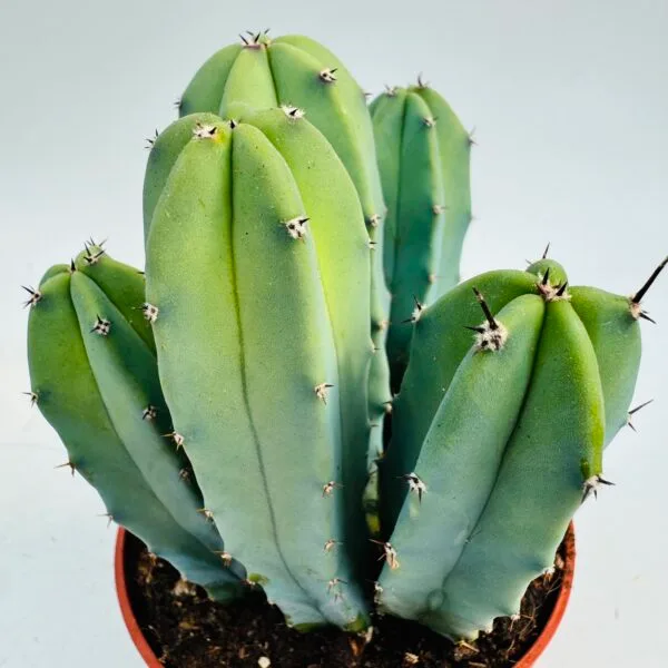 Myrtillocactus geometrizans