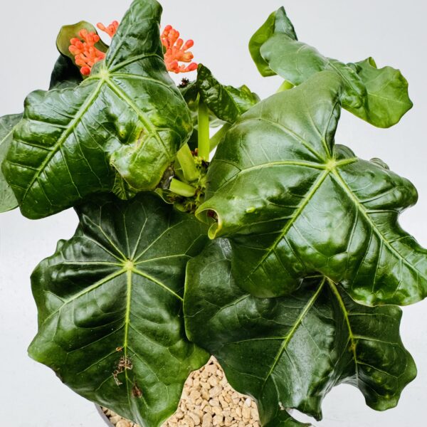Jatropha podagrica - Imagen 5