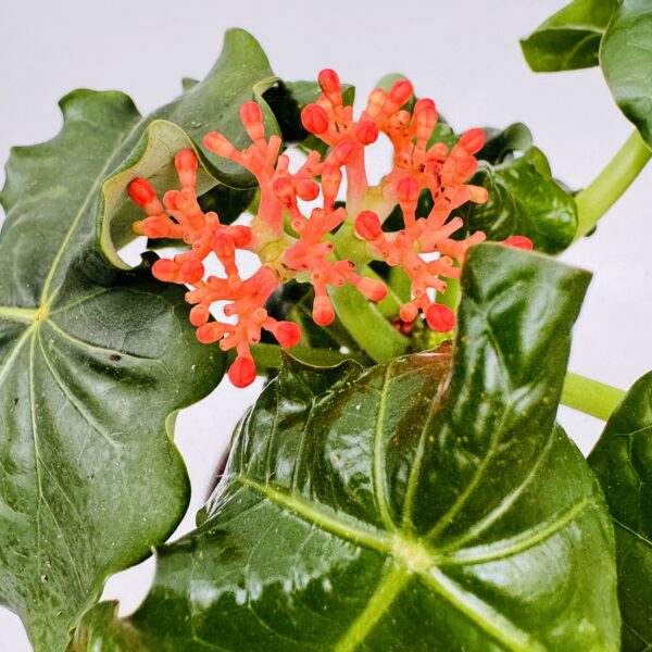 Jatropha podagrica - Imagen 4