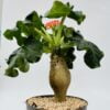 Jatropha podagrica