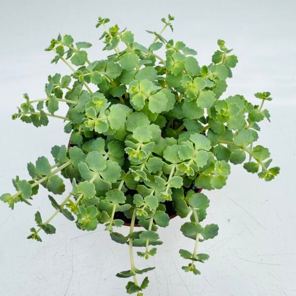Sedum sieboldii “Pilarica” - Imagen 4