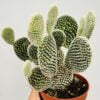 Opuntia microdasys albispina “orejas de Mickey”