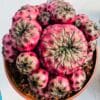 Sulcorebutia rauschii violacidermis