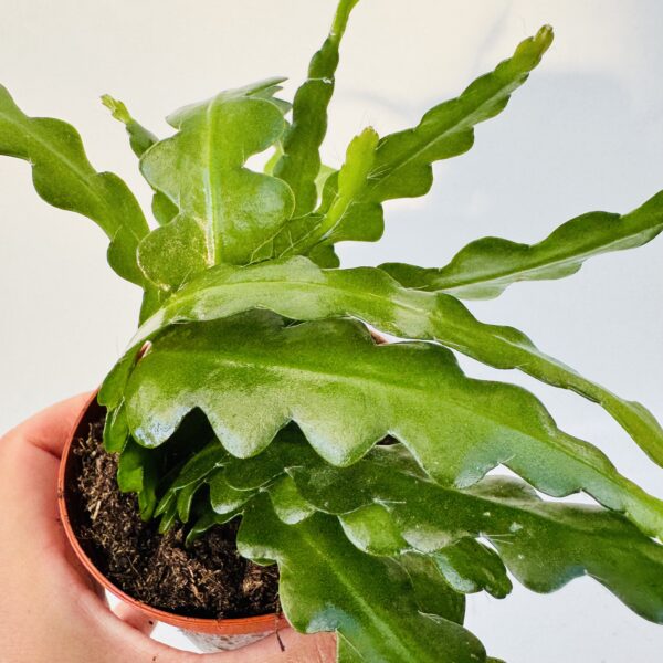 Epiphyllum anguliger “Espina de pescado”