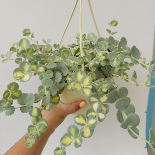 Sedum sieboldii mediovariegatum “Pilarica”
