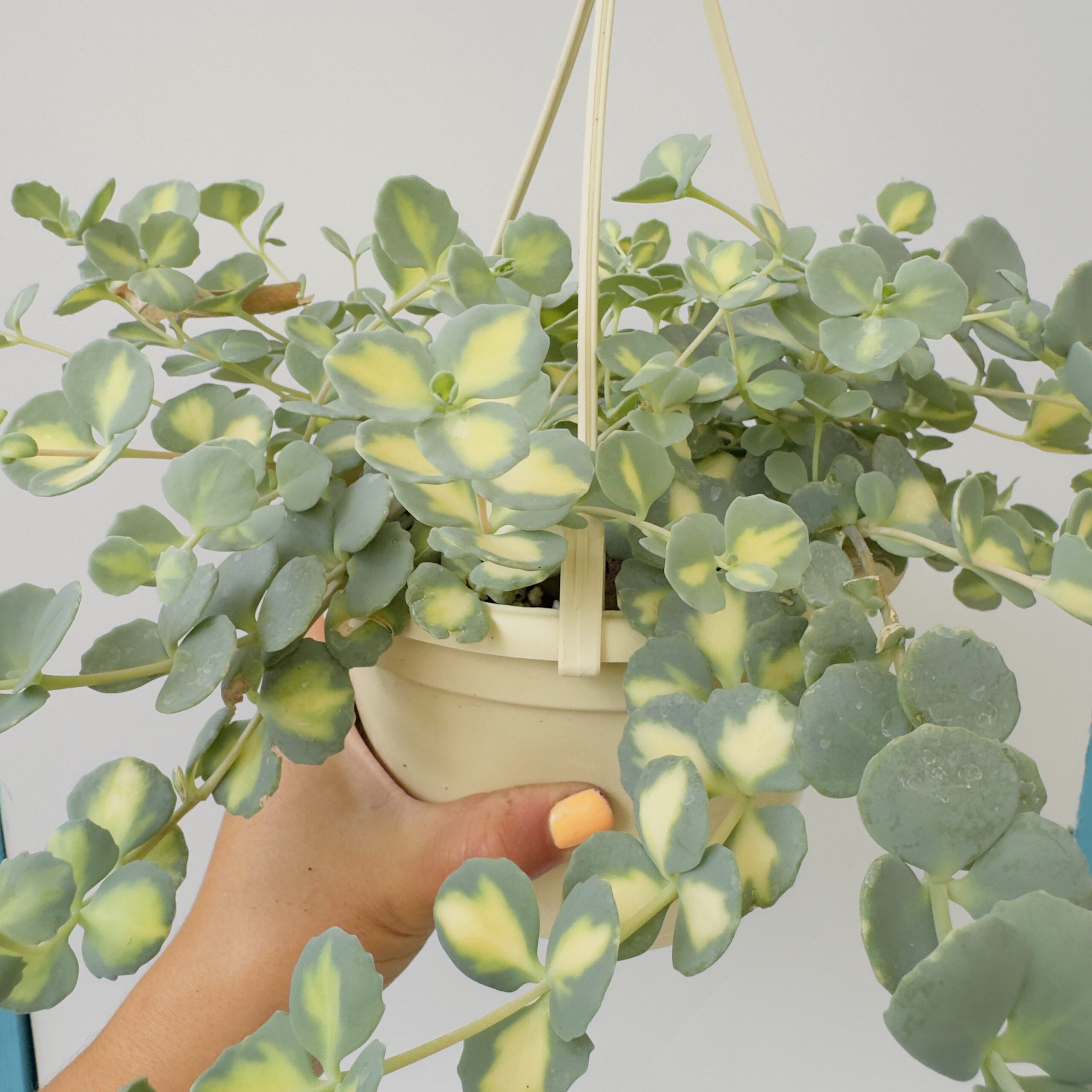 Sedum sieboldii mediovariegatum “Pilarica” - Imagen 2
