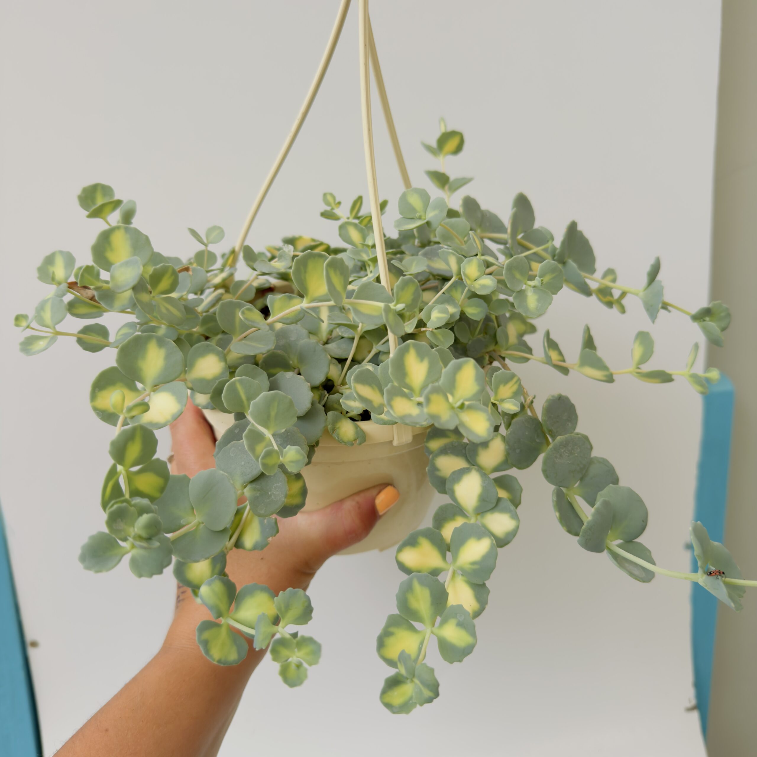 Sedum sieboldii mediovariegatum “Pilarica” - Imagen 4