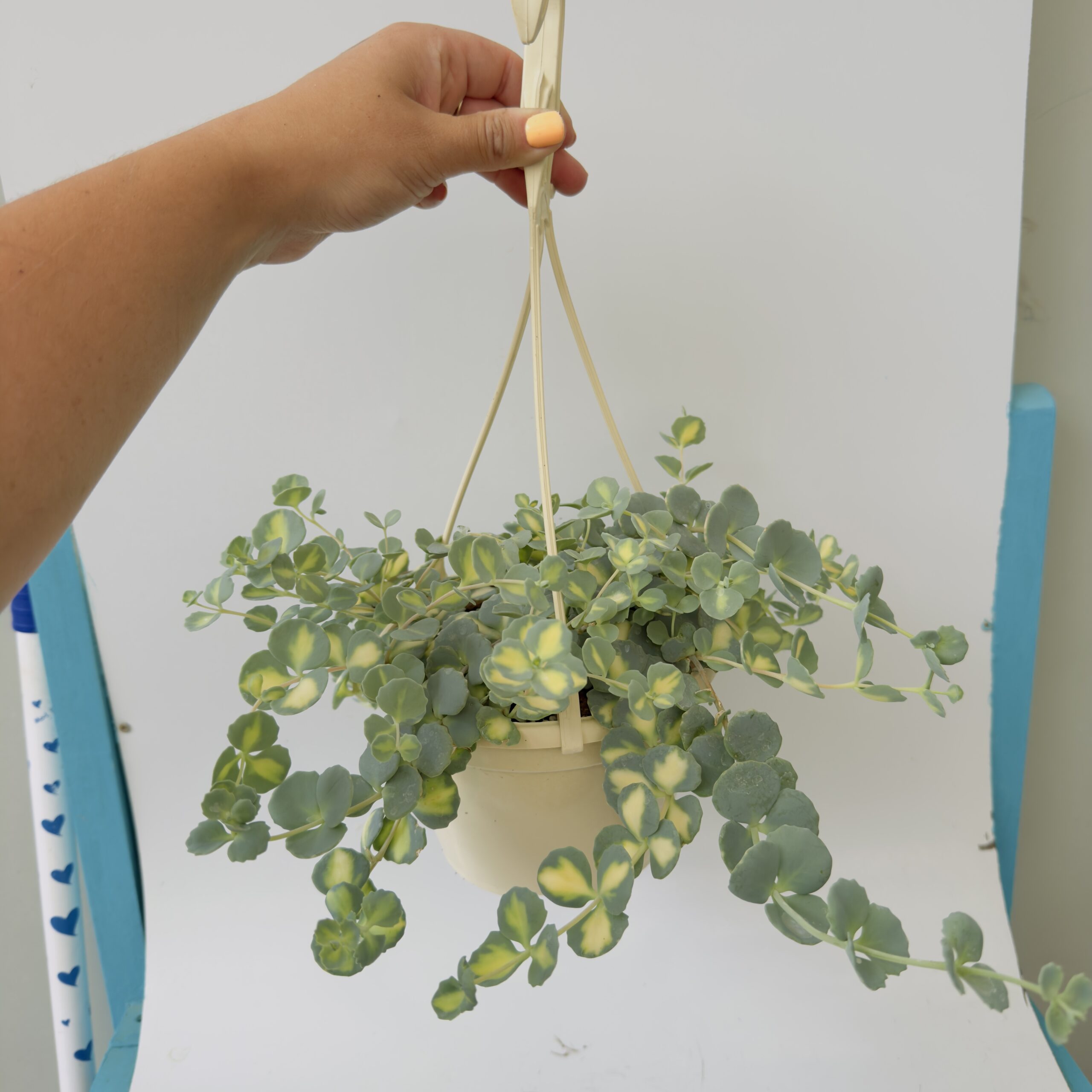 Sedum sieboldii mediovariegatum “Pilarica” - Imagen 6