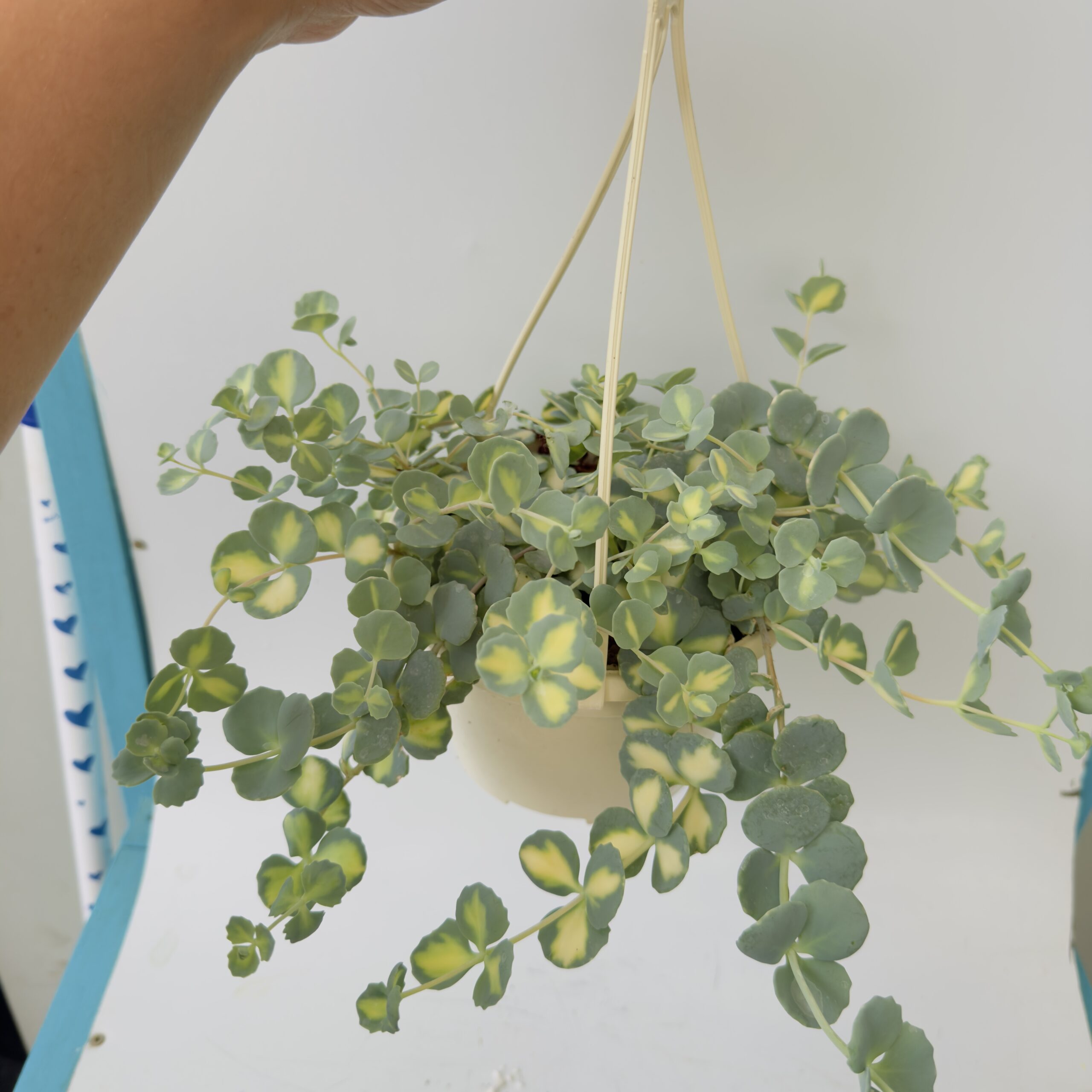 Sedum sieboldii mediovariegatum “Pilarica” - Imagen 5