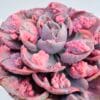 Echeveria beyonce