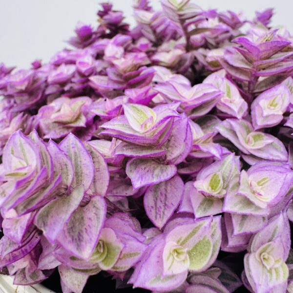 Callisia repens rosato