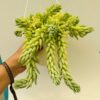 Sedum morganianum (Cola de burro)