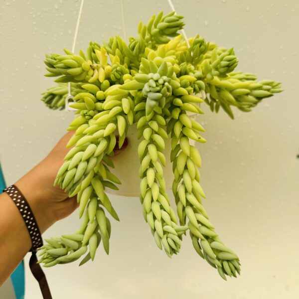Sedum morganianum (Cola de burro)