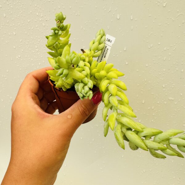 Sedum morganianum (Cola de burro) - Imagen 7