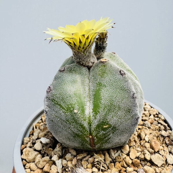 Astrophytum myriostigma cuadricostatum
