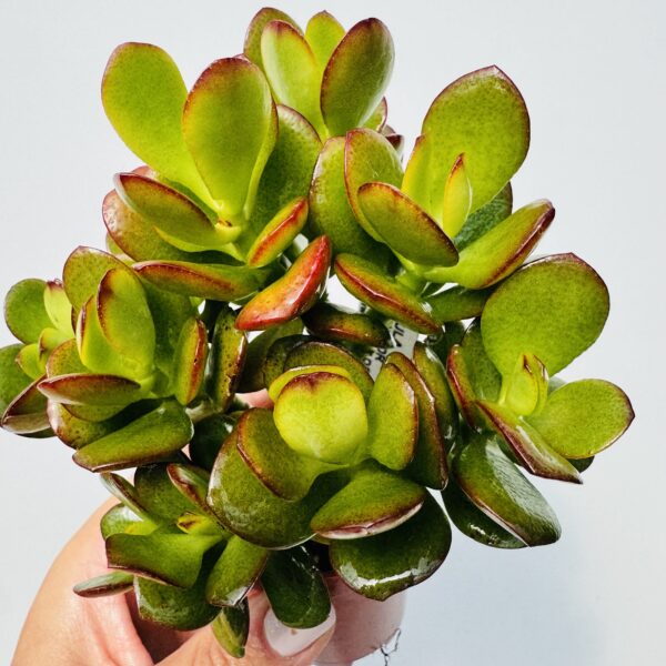 Árbol de Jade, Crassula ovata