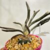 Astrophytum caput meduae
