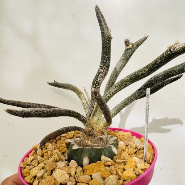 Astrophytum caput meduae