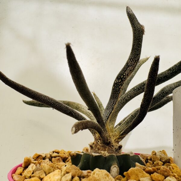 Astrophytum caput meduae - Imagen 4