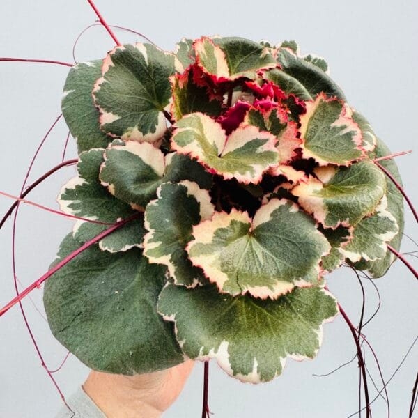 Saxifraga stolinifera tricolor - Imagen 6
