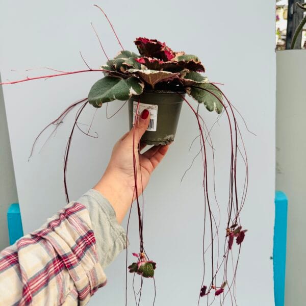 Saxifraga stolinifera tricolor - Imagen 3