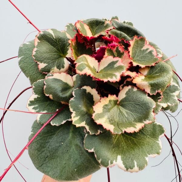 Saxifraga stolinifera tricolor - Imagen 10