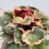 Saxifraga stolinifera tricolor