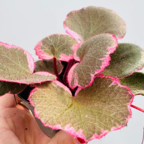 Saxifraga stolinifera tricolor - Imagen 8