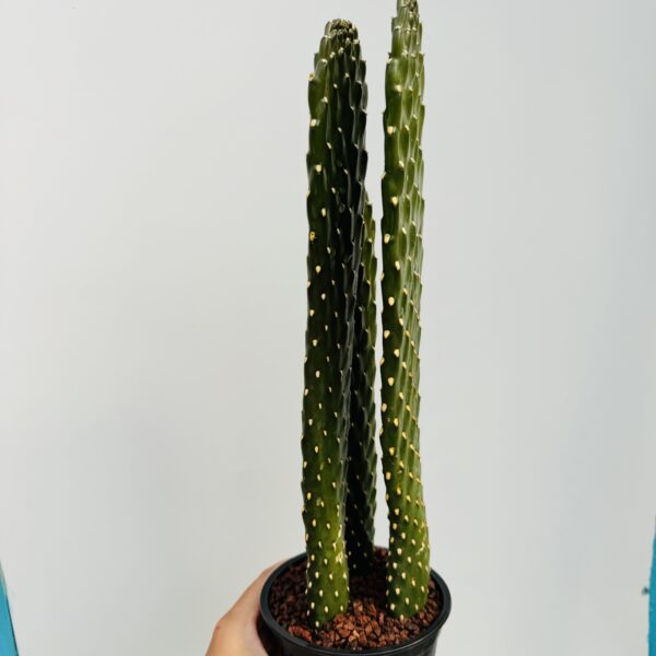 Opuntia consolea - Imagen 8