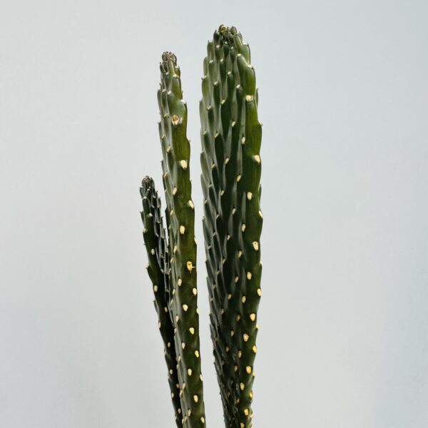 Opuntia consolea - Imagen 7