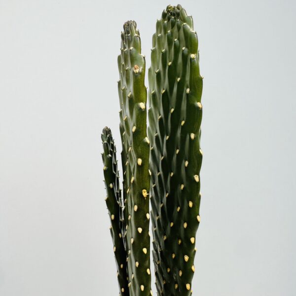 Opuntia consolea