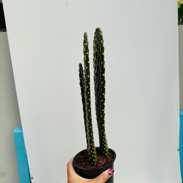 Opuntia consolea - Imagen 9