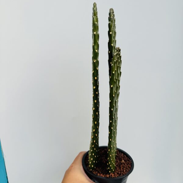 Opuntia consolea - Imagen 6