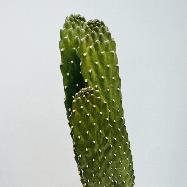 Opuntia consolea - Imagen 10