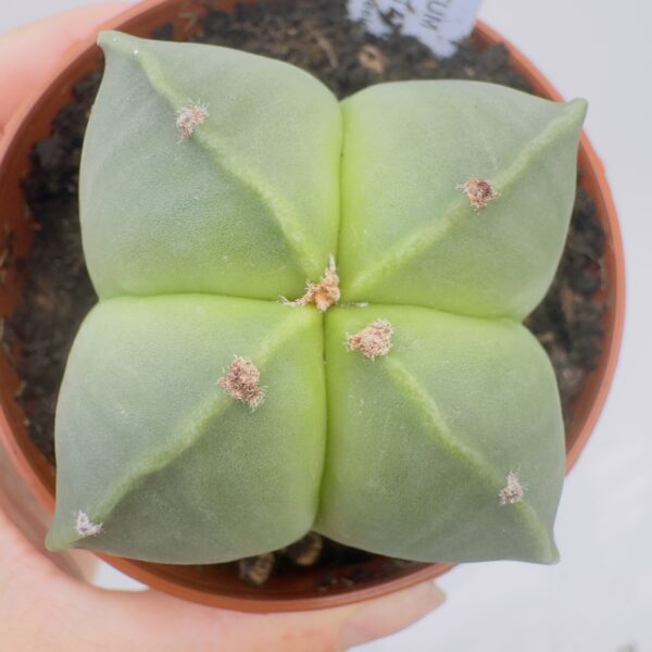 Astrophytum myriostigma cuadricostatum