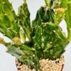Opuntia monacantha monstruosa variegata
