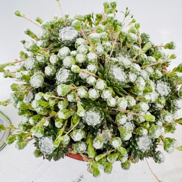 Sempervivum arachnoideum