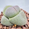 Pleiospilos nelii