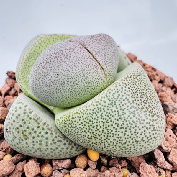 Pleiospilos nelii
