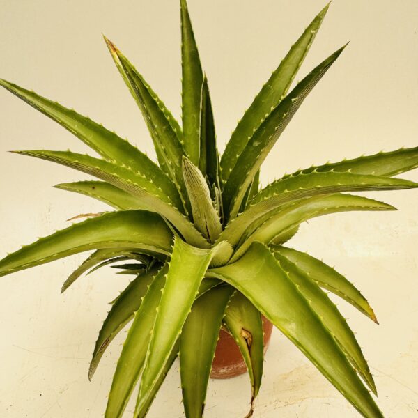 Dyckia brevifolia - Imagen 6