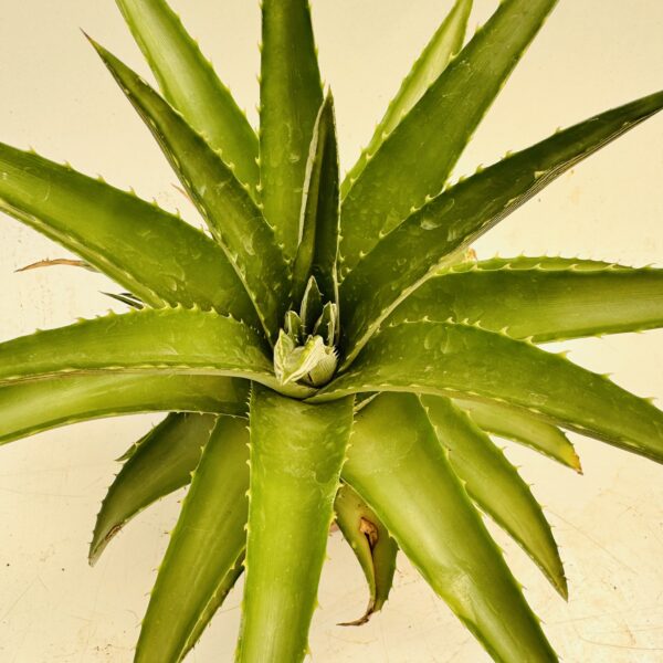 Dyckia brevifolia - Imagen 3