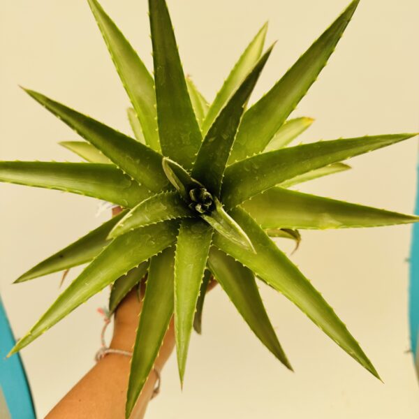 Dyckia brevifolia - Imagen 5