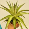 Dyckia brevifolia